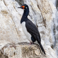 Magellanic Cormorant